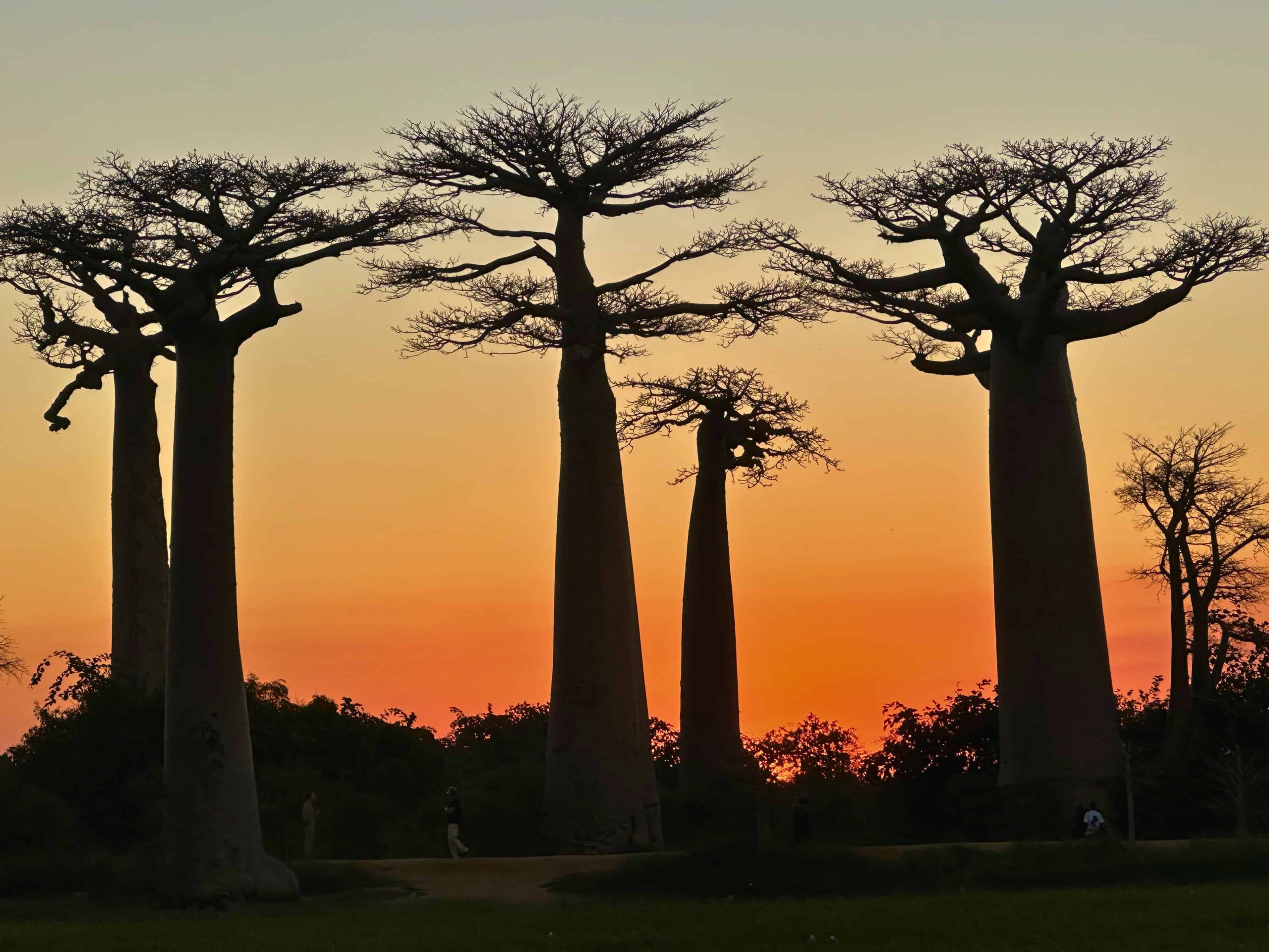 Puesta de sol en la Avenida de los baobabs