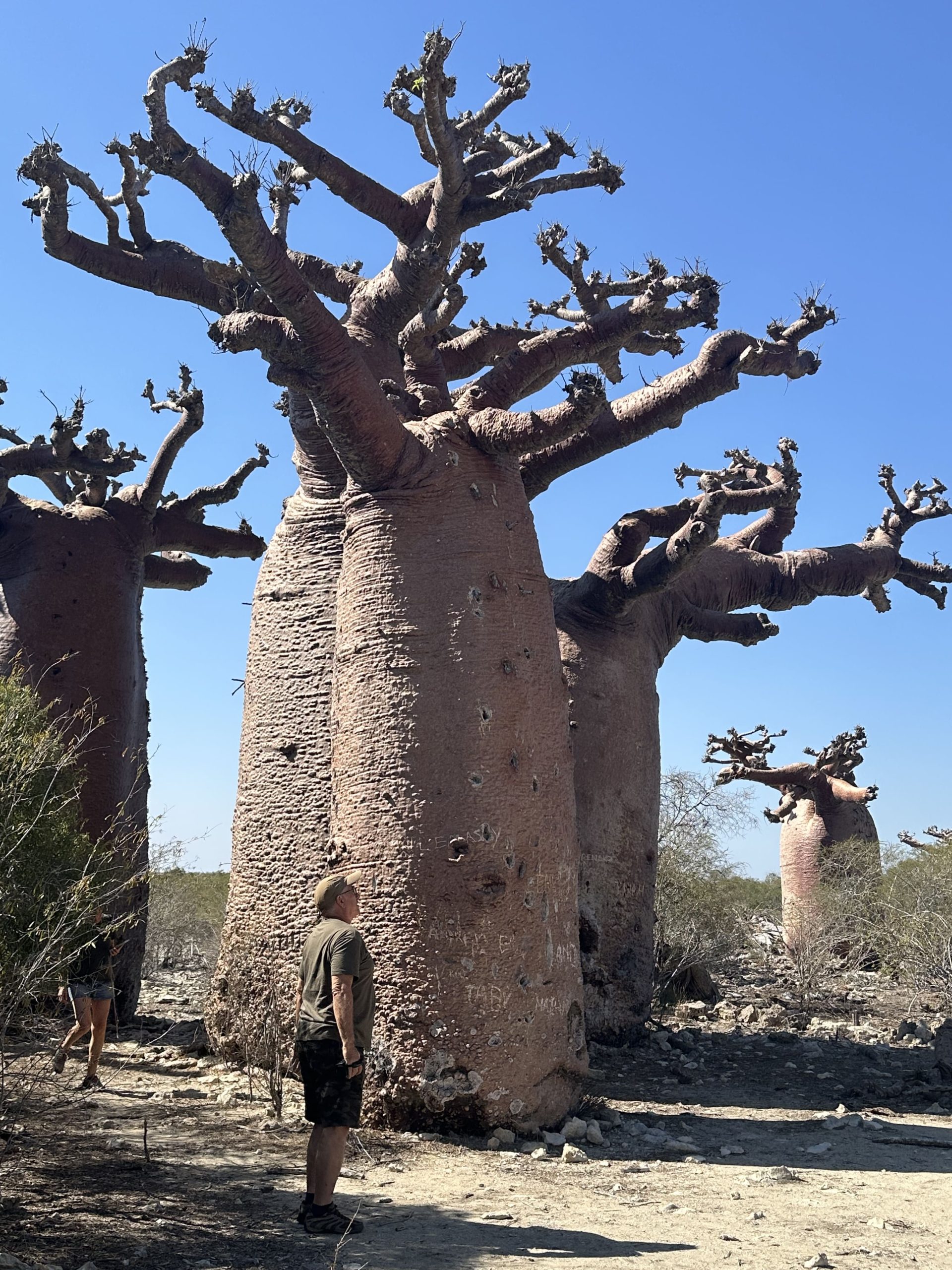 Baobab en Andavadoaka