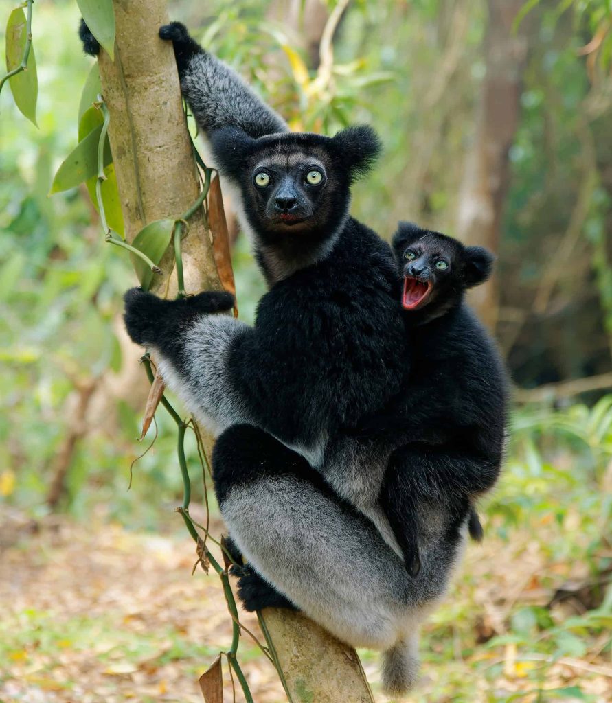Familia de Indri