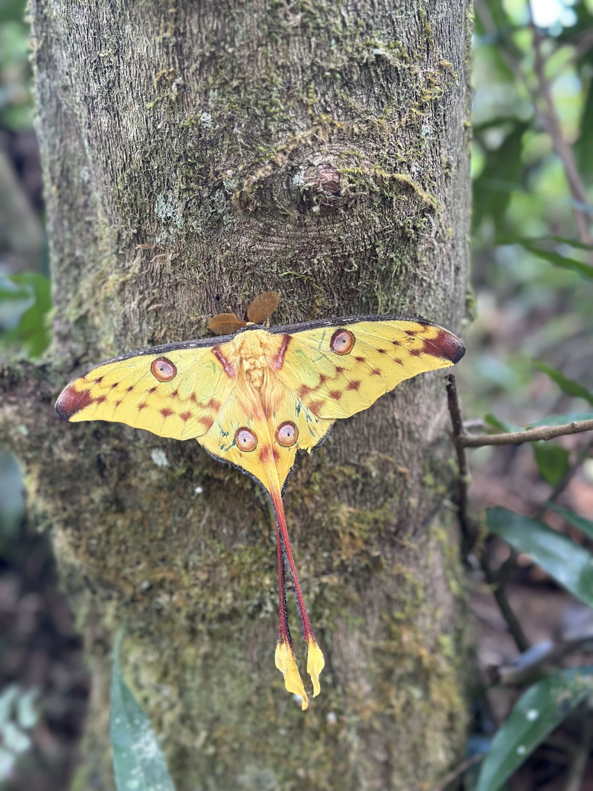 La mariposa cometa de Madagascar