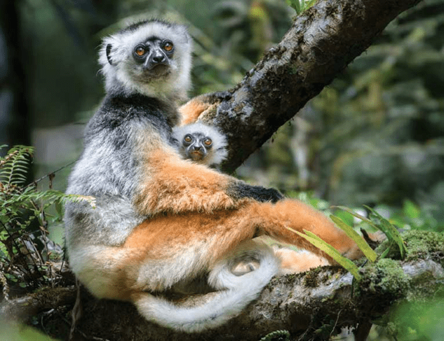 Sifaka dorado