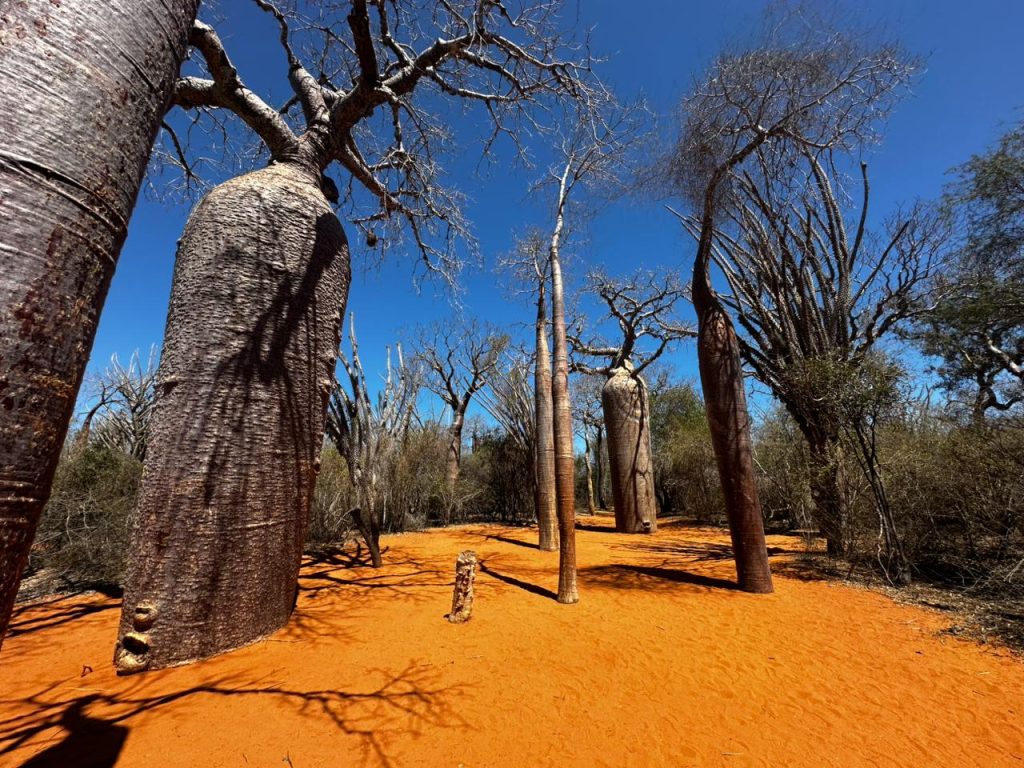 baobab reniala